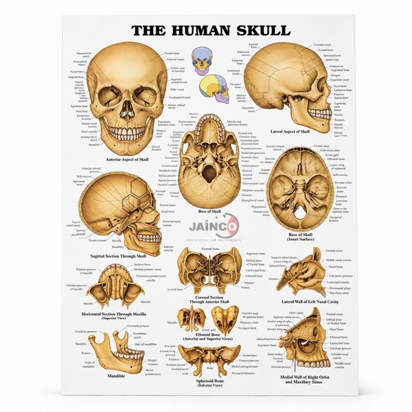 Human Skull Chart
